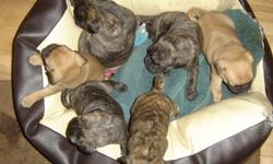 We have 4 Brindle pug puppies (3 males & 1 female) and 1 Fawn female pug puppy available. These puppies were born on Dec 1st and will be ready to go to their new homes by Feb 1st. Our puppies are family raised and are happy, healthy, energetic and being