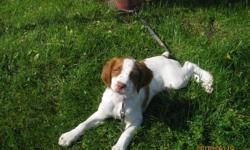 Purebreed, registered male Brittany Spaniel for sale.  Great with children. Purchased from a registered breeder. He is a great dog, and he loves to swim!