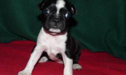 Loving Puppies for Loving Homes.
Ready for Christmas and New Year
A small deposit will hold a puppy for you
Very affectionate,great with children.
Easy to train.Very intelligent.One year written health guarantee
Vet checked,First needles,revolution and