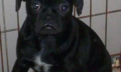 1 Male Bug - $650 (Boston Terrier-Pug Cross) Black with some white
 
He has his shots, dewormed, Vet checked, Guaranteed and health insured.
 
I have a hobby farm and I can accept Credit Cards
 
South Surrey
 
604-542-8892