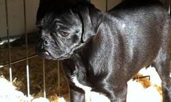 Male bug puppy. Totally cute!
Shots, Dewormed, Vet Check, Guarenteed.
Call to come and see him!!!
Joy @ 778-809-0404