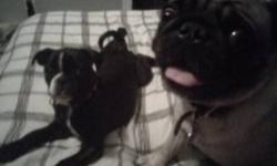 BUGG (BOSTON TERRIER /PUG PUPPY) NEEDS A NEW HOME. HIS MARKINGS ARE BEAUTIFUL LIKE A BOSTON AND HE WAS PICK OF THE LITTER. THIS CUTE LITTLE GUY HAS THE FACE, BODY AND TAIL OF A PUG. HE NEEDS A FAMILY HOME, WITH PEOPLE THAT HAVE MORE TIME TO SPEND WITH