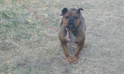 I have a female bull dog for sale.  She is great with other dogs, but hates cats and that is the reason I need to find her a forever home. 
 
She has never been around children so I would prefer a home without small kids.
 
She is loving, affectionate and