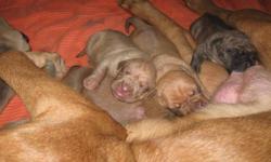 we have 6 beautiful puppies left, 4 females and 2 males. they are a mixture of brindle, red, and fawn. all puppies are very healthy, and will come well socialized with other dogs and our 4 young  kids. Our mastiff's are excellent well mannered dogs, and