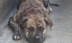 Tigre is a male, neutered Bullmastiff mix.  Between 1 and 2 years old.
Up to date on shots, microchipped and housetrained.
Great with kids and small dogs.  Too hyper for most large dogs (wants to jump on them and play play play) and curious about cats