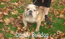 English Bulldog Puppy's
Limited time reduced price
We have 3 beautiful English Bulldog puppy's for sale
We have 3 left out of a litler of 5
The puppies have there first and second vaccinations
.Full Vet checked
Deworned
They come with a one year health