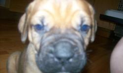 Harley and Magnum are parents!!!!!
 
My bullmastiffs had puppies! They were born on November 5th. Everyone is happy, and healthy!
 
The puppies are adorable and will be eight weeks old right after Christmas.
 
Harley is the mummy, she is a rust colored