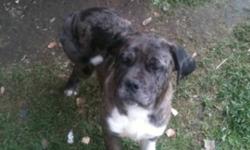 I am searching for a good and loving home for my mastiff puppy. His mother is a beautiful purebred mastiff, and the father is a Catahoula. Catahoula's are very similar to pointers which means this big guy will be a great dog for hunting and hiking, and he