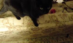 black cat- very loving and cuddly.
isn't getting along with other cats in the house- would be best if was only cat or one other cat in the house.
litter trained
