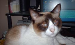 7 yr old part siamese trained indoor, fixed cat to give away to a good home.