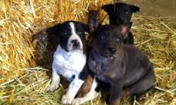 Mother is a Louisiana Catahoula 
Father is a Border Collie / Bluehealer cross
 
Raised on our farm east of Sherwood Park
 
12 weeks olds
They have had there first shots.(DAPPv)
 
For more information call
Dave @ 780 922 3101