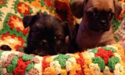 1 male and 3 female Brussels Griffin/Cavaliers($450) - soft and fluffy little gremlins ready to go Feb.8th with vaccines, de-worming, vet check and Revolution treatment. Very well socialized, happy little pups that will likely be non-shedding and
