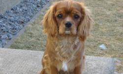 Cavalier; a loyal toy breed ready to join in activities and cuddle in your lap.  Are you ready for a companion to share your home and warm your heart for years to come?  Excellent temperament for family, empty nesters and accept adjusted pets easily.  We