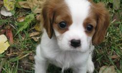 Adorable Cavalier King Charles Spaniels, CKC Reg. 12 weeks old. Happy healthy, home raised puppies. Raised with love, placed with care.1 male and 1 female available. Both Blenheims.Delivery available