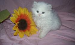 " THE PURRRRRRRRRFECT COMPANION '
PURE BRED REGISTERED THROUGH THE CANADIAN CAT ASSOCIATION THESE BEAUTIFUL LITTLE KITTENS ARE FRIENDLY & ADORABLE! AVAILABLE IS A NON-POINTED WHITE KITTEN WITH GREEN EYES WHICH IS A BOY. WITH DOLL FACES & LONG HAIR THESE