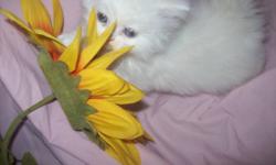 " THE PURRRRRRRRRFECT COMPANION '
PURE BRED REGISTERED THROUGH THE CANADIAN CAT ASSOCIATION THESE BEAUTIFUL LITTLE KITTENS ARE FRIENDLY & ADORABLE! AVAILABLE ARE THREE PRECIOUS KITTENS. TWO NON-POINTED WHITE KITTENS WITH BLUE EYES ONE BOY ONE GIRL OR A