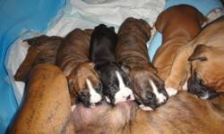 Triple T Boxers is pleased to announce that we have had 2litters born December 2nd. First litter is from Porter's Tucker and Triple T's Tika. The second litter is from Smith's Tori and Porters Tucker
Tika's litter
1 flashy reverse brindle female (found