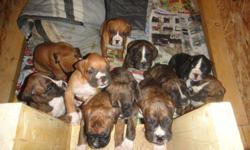 Triple T Boxers is pleased to announce that we have had 2 litters born December 2nd. First litter is from Porter's Tucker and Triple T's Tika. The second litter is from Smith's Tori and Porters Tucker
Tika's litter
1 flashy reverse brindle female (found