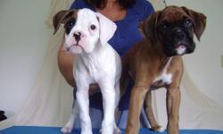 Champion Bloodline Purebred Reg'd Boxer Puppies
Ready for their new forever homes...Beautiful litter of 6 boxer puppies born July 11th. Sire is Canadian Champion sired by Cdn./Am. Champion. Dam is CKC pointed sired by Cnd./Am. Champion. Puppies come with