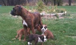 I am very proud to offer 6 beautiful , healthy boxer pups to their new homes. My pups are raised with contact, love, nutrition and exercise. Each puppy comes with a one year health guarantee , regular vet check , micro chipping and tails and dew claws
