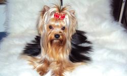 We are sadly letting go of our best little buddy. Axle is a neutered friendly yorkie with oodles of personality. He has been in the show ring and evan shown by a 5 year old girl. He was raised with my kids and loves all people. He loves fetch and is a