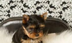 I have 3 female yorkies and 1 male yorkie for sale. Their father is a champion and the mother is a great family pet. Puppies come with a health agreement, 2 vac. , registered, deworming, vet checked, microchipped, tails docked, etc... They can be viewed