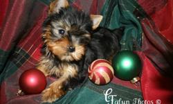 1 Beautiful Male & Female Yorkie puppy available
Our babies come pre-spoiled and well socialize at 12 weeks old.  They will have 2 sets of shots, and have a 1 year genetic health guarantee as well as 6 weeks pet plan insurance. 
They will be CKC