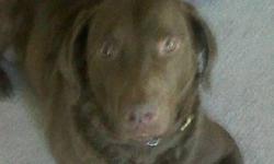 I have a 3 year old  CHESAPEAK BAY RETRIEVER I have to part with due to our change in  schedule. He would do really well on a farm or some where with lots of room to run. He would do well in a home that has no small children as he was raised with teenage