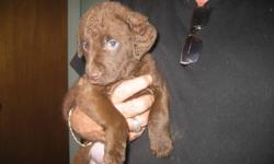 Chesapeake Bay Retriever puppies:  Going fast!  We only have 2 male pups still available - 1 sedge/deadgrass and 1 dark brown.  Both parents are CKC registered, champion/show quality, love to retrieve, and are certified clear of hereditary hip and eye