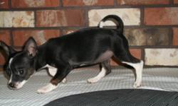 I have a female Chihuahua Boston Terrier Cross puppy. She is very cuddly, and loves to play and romp around. She has lots of energy. She needs her new forever home!! Please if you have any questions feel free to e-mail me or if you want other pictures I