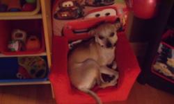 URGENT! Chihuahua for sale, very good with children. Reason to sell my children 2 years and allergic. for more INFORMATION please contact me by email thank you!
 
mailto:debbie_hache19@hotmail.com