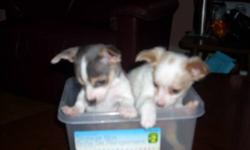 I SEE YOU LOOKING AT ME!
male chihuahua puppies
450.00 and they are yours to take home for the holidays!
call 613-396-2209
ask for Lois
NO e-mails please as they will not be responded to