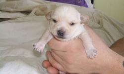 The mother is a Chihuahua and the father is a scottish terrior. 3 females and 3 males. Ready to go the end of February. Very Beatiful puppies. For more information please call 1-709-257-4697 and ask for Kayla or Wayne