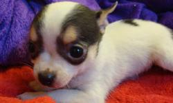 Awesome Litter, can't find better!
Veterinarian Delivered, Natural Birth.
Teacup, Applehead, Batwing Ears & charting as low as 2.5-5lbs!
Bred for Temperament.
Super Loving and Friendly! Puppy Love! Puppy Love! Puppy Love!
They are the Happiest Pups! Quiet