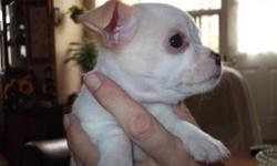 I have two beautiful Chihuahua puppies ready to go to good homes Nov. 13th. I have one male he is white with beige markings, and one female she is white with brown markings. They will be vet checked, dewormed, and have their first shot.
