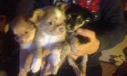 I have 3 female & 3 males puppies ready to go Jan 15th 2012 will be willing to take deposits as they need a good home if interested please call Tena 705 772-8362 if long distance please call 705 743-8243 leave a message with number and I will call u back
