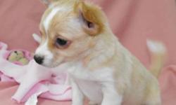 CHIHUAHUA PUPPIES!  
Come with:
food
blanket
toy
chew treats
Chihuahua care sheet
recommended house training information
2 vaccinations
preventative deworming
 
PICTURE 1: Male, beige, largest of the litter maturing to be around 6 -6.5lbs. He is outgoing