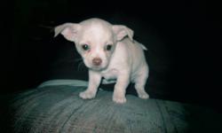 Hi I have six PURE BREAD Chihuahuas five males and one female the female is a blonde
they come with first shots and a fecal test done neg no deworming done cause they have none they are all healthy and ready to go to thier new and forever
loving homes
