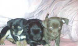 4 Chihuahua puppies born 13/09/11. 3 are available to a loving home starting 11/11/11.
1 Male: handsome, short-haired chocolate brown and caramel with captivating light brown eyes.
2 Females:
- 1 short-haired beauty she loves to cuddle black, tan & cream