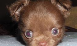 Two females and one male chihuahua puppies to give to loving homes.
Each of them are their own personality and they are all so adorable.
These long haired playful pups are puppy pad trained and are eating on their own. They are all ready to find their new