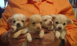 CHIHUAHUA PUPPIES PURE BREED 
  THREE FEMALE AND ONE MALE
VERY LOVING AND PLAYFUL PUPPIES
PRICE  $ 500
  
FOR MORE INFO CALL
( 416 ) 936-8880