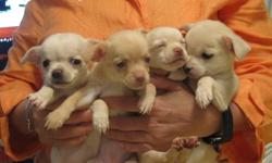 CHIHUAHUA PUPPIES PURE BREED
  2  FEMALE
VERY LOVING AND PLAYFUL PUPPIES
PRICE $ 500
 OR BEST OFFER
FOR MORE INFO CALL
( 416 ) 936-8880