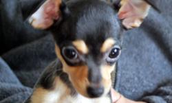 PURDY had  puppies sired by BAM BAM and they are ready to go to their new homes as they are all over 2 pounds.  They should mature at about 5 to 6 pounds. They are pure chihuahua but as they are being sold as pets, there are no papers available. What a