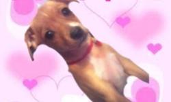 Most Precious tiny female Chihuahua X puppy is looking for a wonderful home.
She is just 8 weeks old with lots of personality. She is a gorgeous brown color, with white chest and 4 little white paws. She is a Chihuahua X jack Russell puppy. She is a tiny