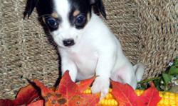 5 Adorable Chihuahua X puppies. ONLY 1 LEFT....DON'T MISS OUT!
 
Pups are Vet checked and have their first shots. They have been wormed and have Revolution applied. (for ticks, mites, fleas etc.)
 
Sweet little bundles of joy, ready for their forever
