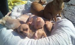 Born on Canada Day, Salty & Pepper have kept all of us celebrating that great day just by being in our lives each and everyday. I have been breeding chihuahuas now for 10 years. In one of the pictures salty is laying on his mom, maggie may,
Salty is a