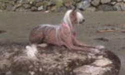 CHINESE CRESTED RESCUE OF ONTARIO
 
Chinese Crested rescue is a group of volunteers and breed faciers here to help find loving home for Cresteds in need if you are interested in adopting or have a Crested (hairless or powderpuff or mix of) in need of a