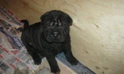 8 adorable shar pei pups available dec 2nd,1st needles.Two males 6 females.Will deliver to toronto,hamilton and niagara falls. contact if interested 289 696 4944