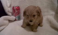 Adorable Chipoo puppies 2 females, 3 males for sale.
Absolutely adorable weighing 9oz at 4wks young. Currently being De-wormed, will get 1st set of shots at 6 wks young. Will not be ready to go to their new homes till Jan 19th 2012