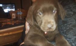 we have 4 female choc lab puppies for sale. they come vet checked with their first shots and de wormed. will be able to go nov 12. you can call or text tara at 403-331-0310 first one is the red collar, second yellow collar, third pink collar and last is